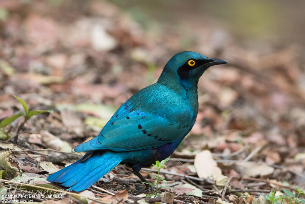 Greater Blue-eared Starlingadult, identification