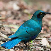 Greater Blue-eared Starling