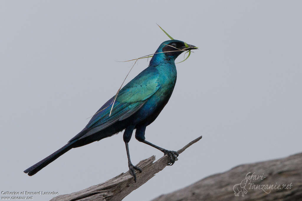 Burchell's Starlingadult, Reproduction-nesting