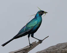 Burchell's Starling