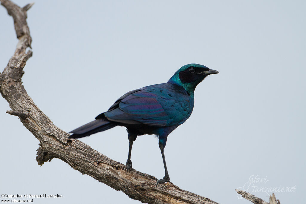 Burchell's Starlingadult, identification