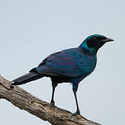 Burchell's Starling