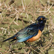 Hildebrandt's Starling