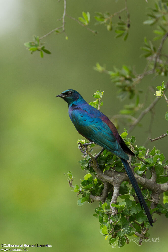 Choucador de Mevesadulte, identification