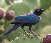 Rüppell's Starling