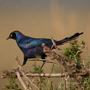 Rüppell's Starling