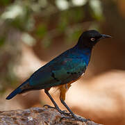 Superb Starling