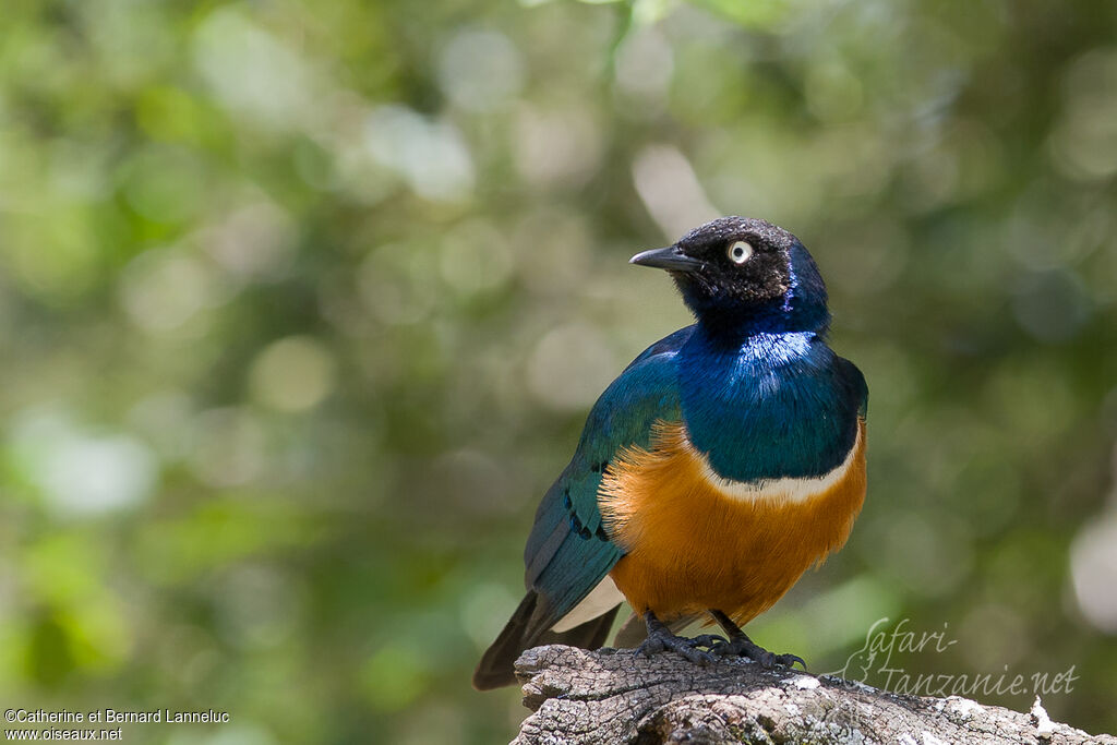 Superb Starlingadult, identification