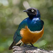 Superb Starling