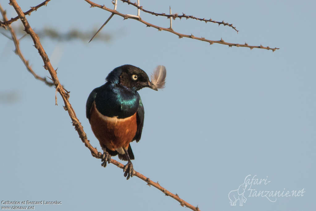 Superb Starlingadult, Reproduction-nesting