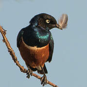 Superb Starling