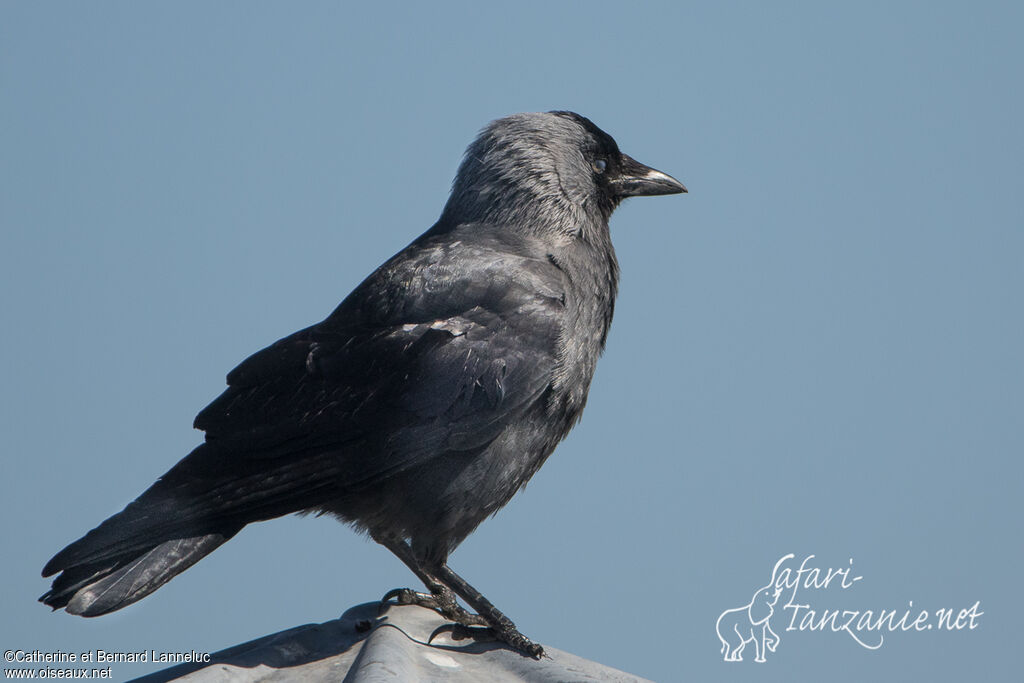 Western Jackdaw