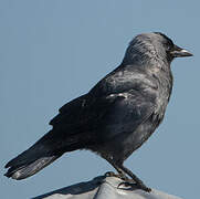 Western Jackdaw