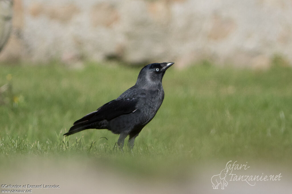 Western Jackdawadult, identification