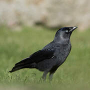 Western Jackdaw