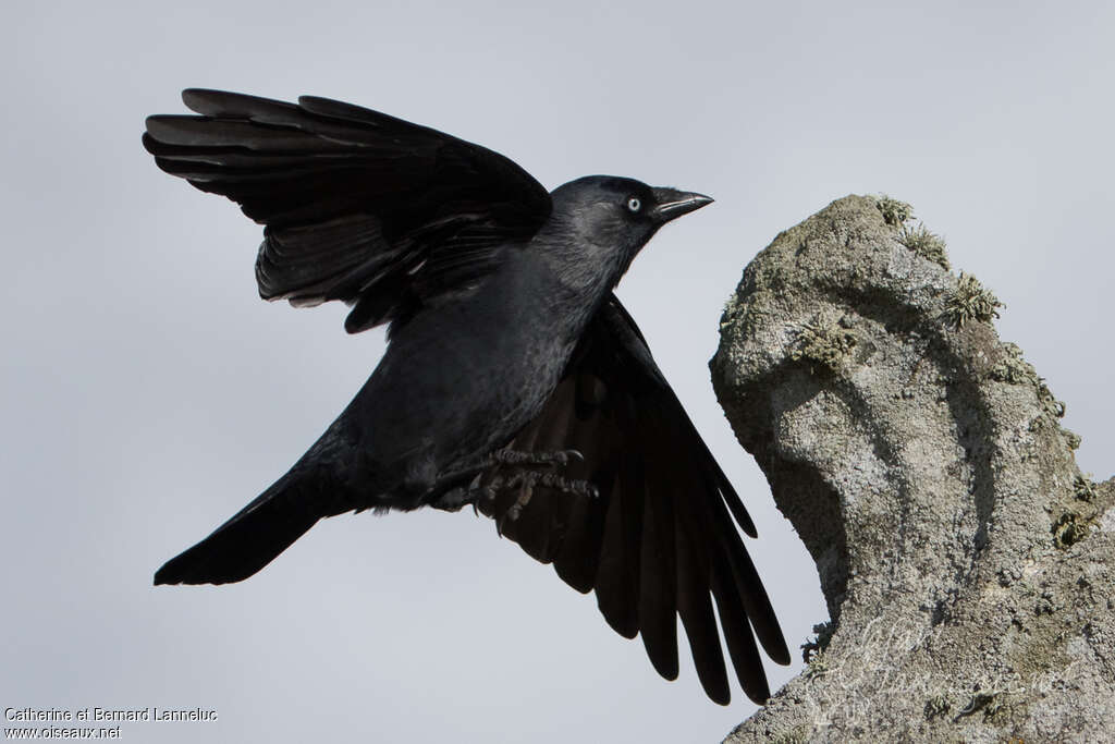 Western Jackdawadult, Flight, Behaviour