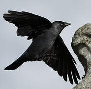 Western Jackdaw