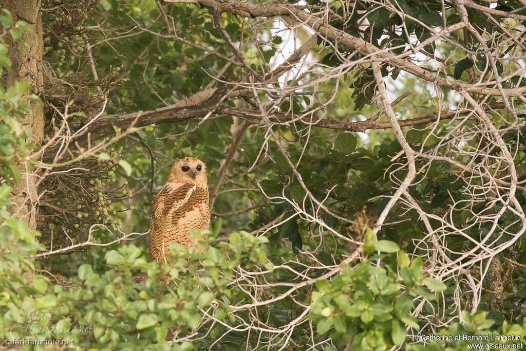 Pel's Fishing Owl