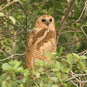 Pel's Fishing Owl