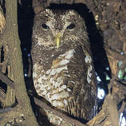 African Wood Owl