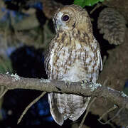 Tawny Owl