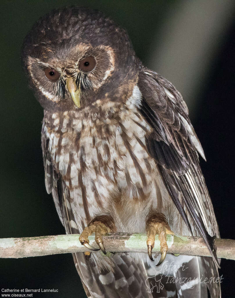 Mottled Owladult, close-up portrait, Behaviour