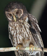 Mottled Owl