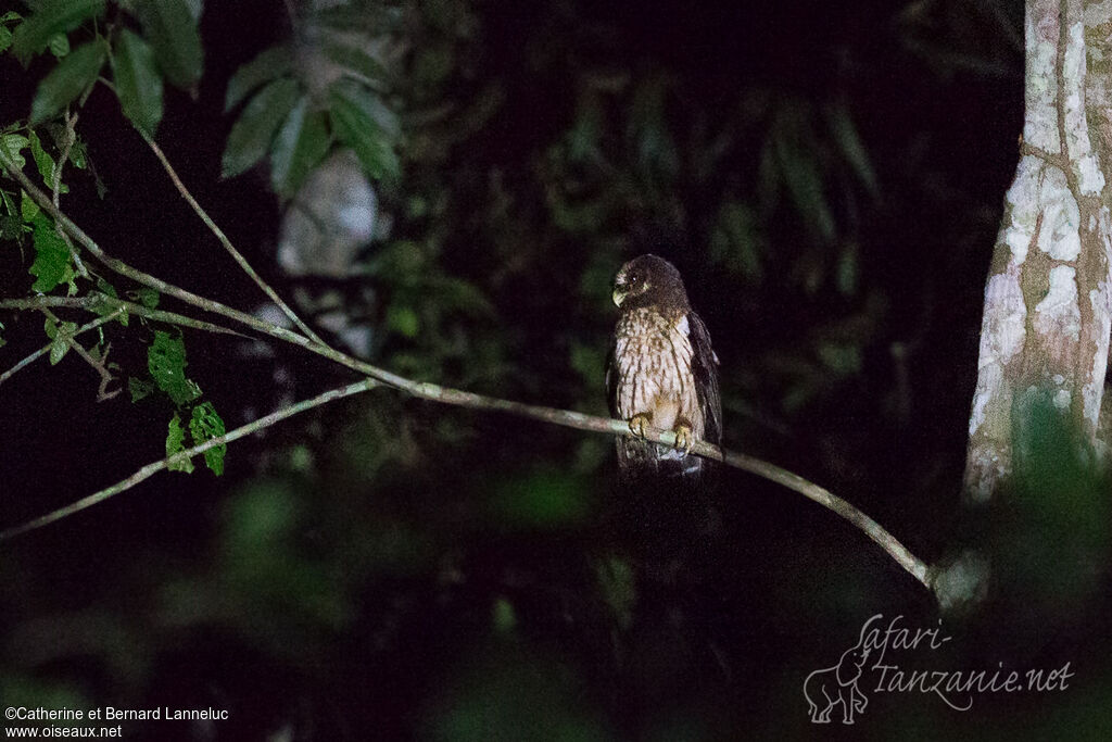 Mottled Owl, identification