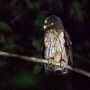 Mottled Owl