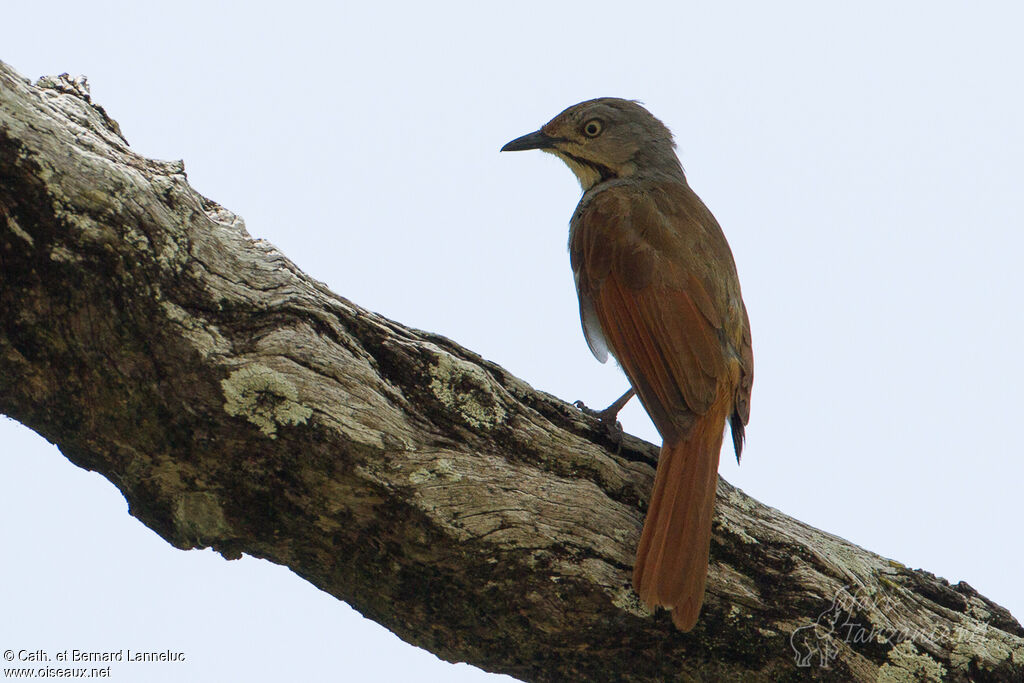 Collared Palm Thrushadult