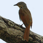 Collared Palm Thrush