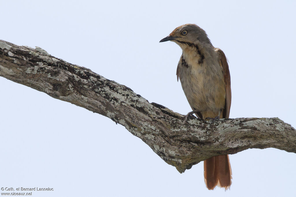 Collared Palm Thrush