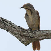 Collared Palm Thrush