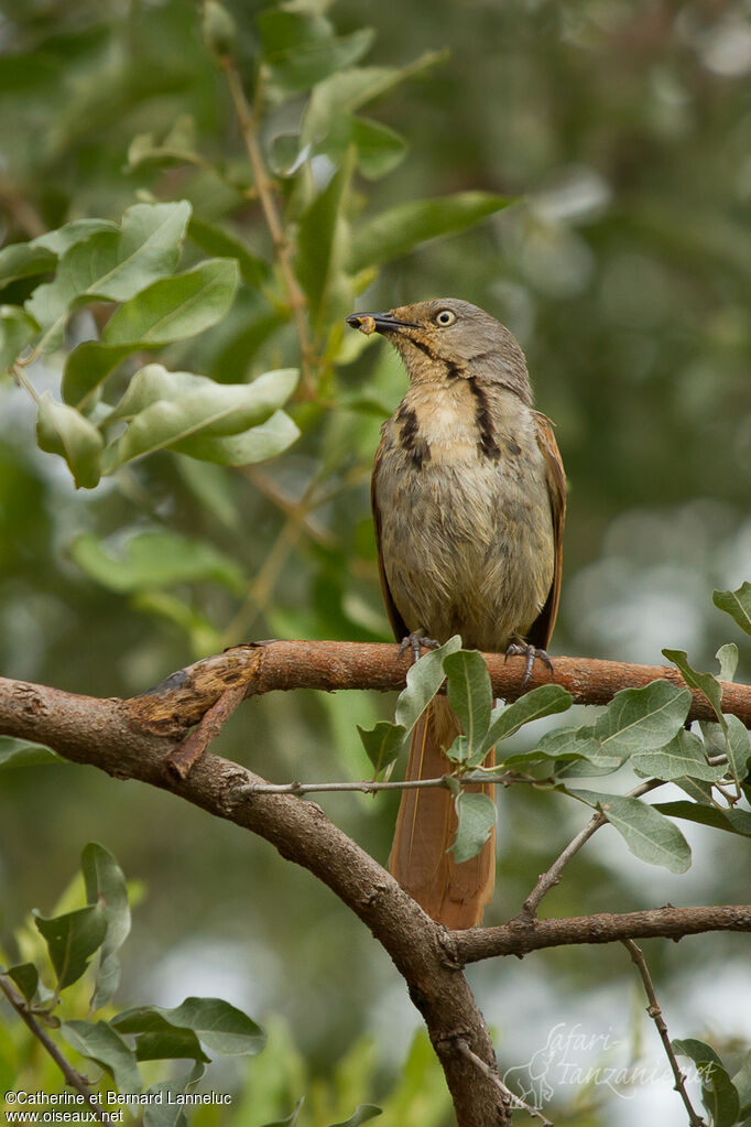 Collared Palm Thrushadult, feeding habits