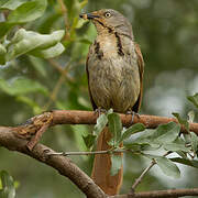 Collared Palm Thrush