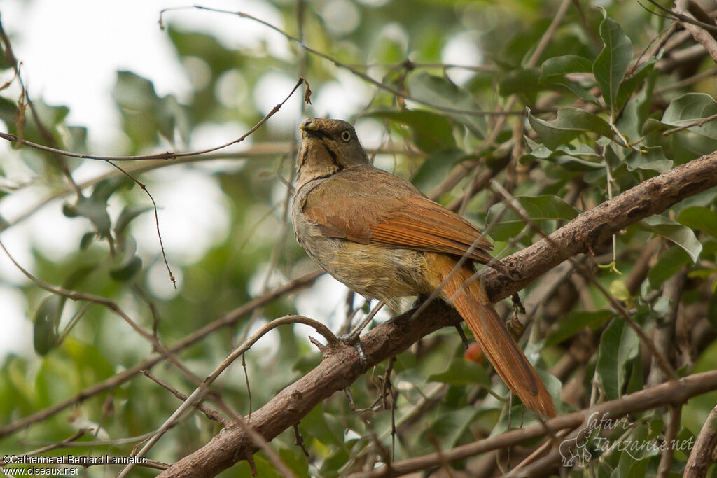 Collared Palm Thrush, Behaviour