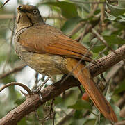 Collared Palm Thrush