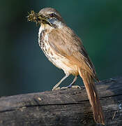 Spotted Palm Thrush