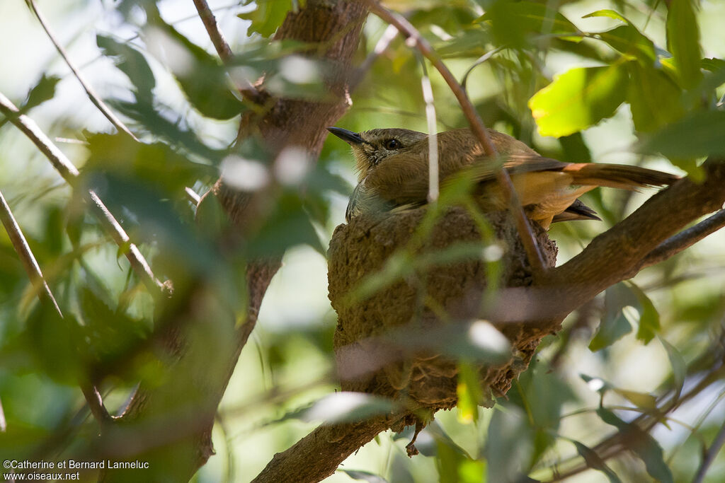 Spotted Palm Thrushadult, Reproduction-nesting