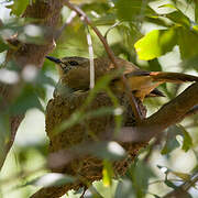 Spotted Palm Thrush