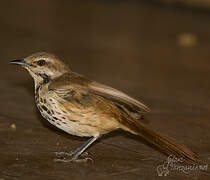 Spotted Palm Thrush