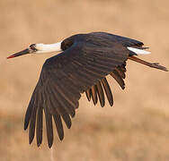 African Woolly-necked Stork