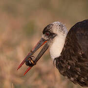 African Woolly-necked Stork