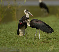 African Woolly-necked Stork