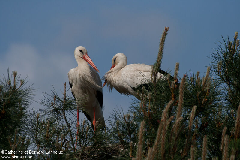 White Stork, Reproduction-nesting