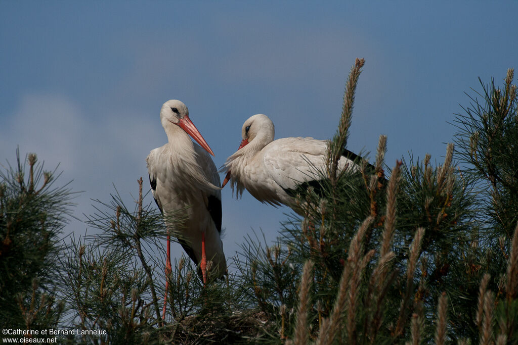 Cigogne blanche, Nidification