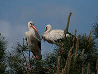 Cigogne blanche