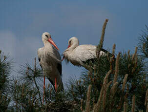 Cigogne blanche