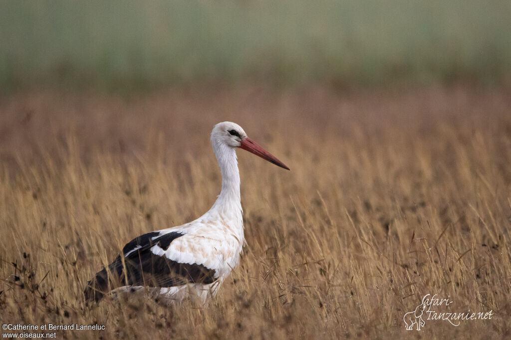 White Storkadult