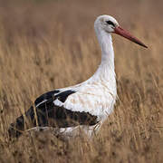 Cigogne blanche